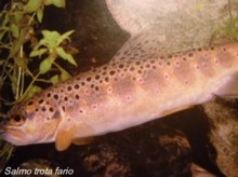 Salmo trota fario